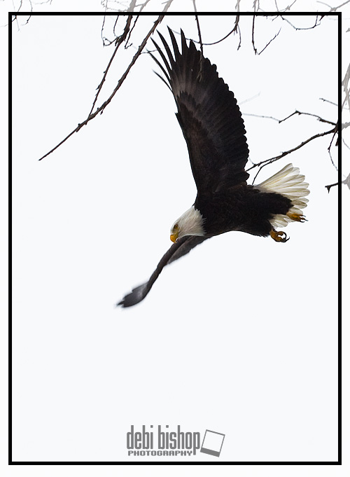Bald Eagle Flying Away