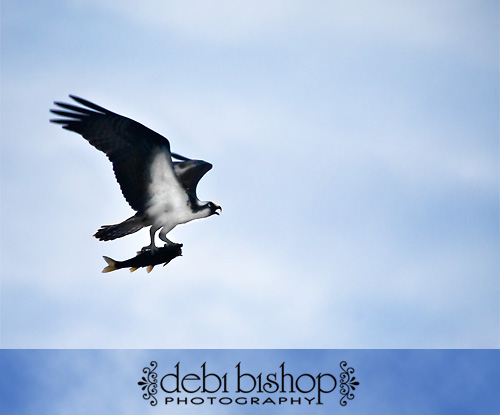 Osprey bringing fish to nest for chicks