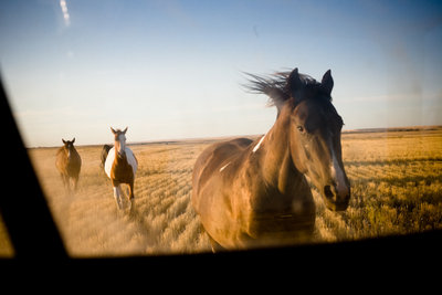 Karlie's horses chasing us back home.